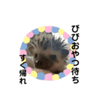 ハリネズミ♡びび（個別スタンプ：3）