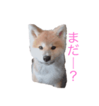 秋田犬 スタンプ 愛犬（個別スタンプ：1）