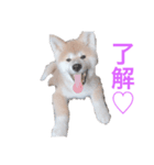 秋田犬 スタンプ 愛犬（個別スタンプ：2）