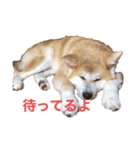 秋田犬 スタンプ 愛犬（個別スタンプ：6）