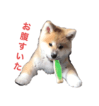 秋田犬 スタンプ 愛犬（個別スタンプ：7）