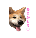秋田犬 スタンプ 愛犬（個別スタンプ：8）