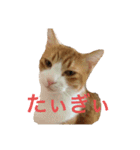 柏原にゃ〜のスタンプ（個別スタンプ：2）