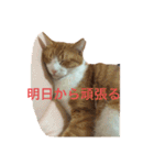 柏原にゃ〜のスタンプ（個別スタンプ：3）