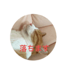 柏原にゃ〜のスタンプ（個別スタンプ：4）