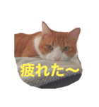 柏原にゃ〜のスタンプ（個別スタンプ：9）