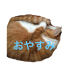 柏原にゃ〜のスタンプ（個別スタンプ：10）