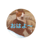 柏原にゃ〜のスタンプ（個別スタンプ：11）