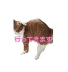 柏原にゃ〜のスタンプ（個別スタンプ：12）