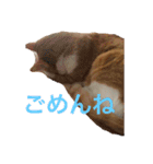 柏原にゃ〜のスタンプ（個別スタンプ：16）