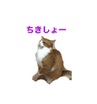 柏原にゃ〜のスタンプ（個別スタンプ：18）