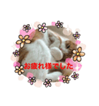 柏原にゃ〜のスタンプ（個別スタンプ：20）