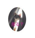 柏原にゃ〜のスタンプ（個別スタンプ：22）