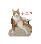 柏原にゃ〜のスタンプ（個別スタンプ：26）
