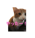 柏原にゃ〜のスタンプ（個別スタンプ：27）