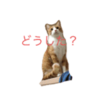 柏原にゃ〜のスタンプ（個別スタンプ：30）