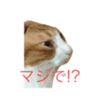柏原にゃ〜のスタンプ（個別スタンプ：36）