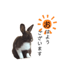 おはぎのきもち（個別スタンプ：1）