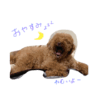 かぼごま（個別スタンプ：2）