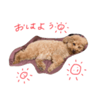 かぼごま（個別スタンプ：4）