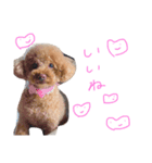 かぼごま（個別スタンプ：9）