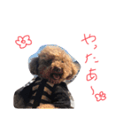 かぼごま（個別スタンプ：12）