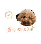 かぼごま（個別スタンプ：13）
