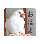 もちもちつくねスタンプ（個別スタンプ：1）