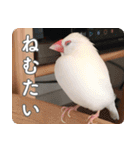 もちもちつくねスタンプ（個別スタンプ：2）