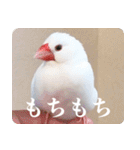 もちもちつくねスタンプ（個別スタンプ：5）
