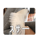 もちもちつくねスタンプ（個別スタンプ：7）