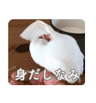 もちもちつくねスタンプ（個別スタンプ：9）