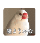もちもちつくねスタンプ（個別スタンプ：10）