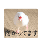 もちもちつくねスタンプ（個別スタンプ：14）