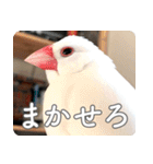 もちもちつくねスタンプ（個別スタンプ：16）