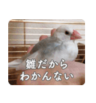 もちもちつくねスタンプ（個別スタンプ：17）