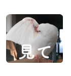 もちもちつくねスタンプ（個別スタンプ：18）