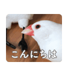 もちもちつくねスタンプ（個別スタンプ：19）