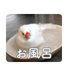 もちもちつくねスタンプ（個別スタンプ：20）