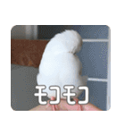 もちもちつくねスタンプ（個別スタンプ：25）