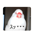 もちもちつくねスタンプ（個別スタンプ：26）