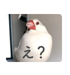 もちもちつくねスタンプ（個別スタンプ：29）