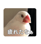 もちもちつくねスタンプ（個別スタンプ：32）