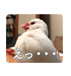 もちもちつくねスタンプ（個別スタンプ：36）
