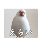 もちもちつくねスタンプ（個別スタンプ：37）