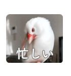 もちもちつくねスタンプ（個別スタンプ：39）