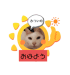 我が家のわさびのあいさつ（個別スタンプ：1）