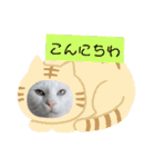 我が家のわさびのあいさつ（個別スタンプ：2）