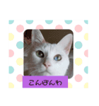 我が家のわさびのあいさつ（個別スタンプ：3）