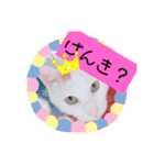 我が家のわさびのあいさつ（個別スタンプ：4）